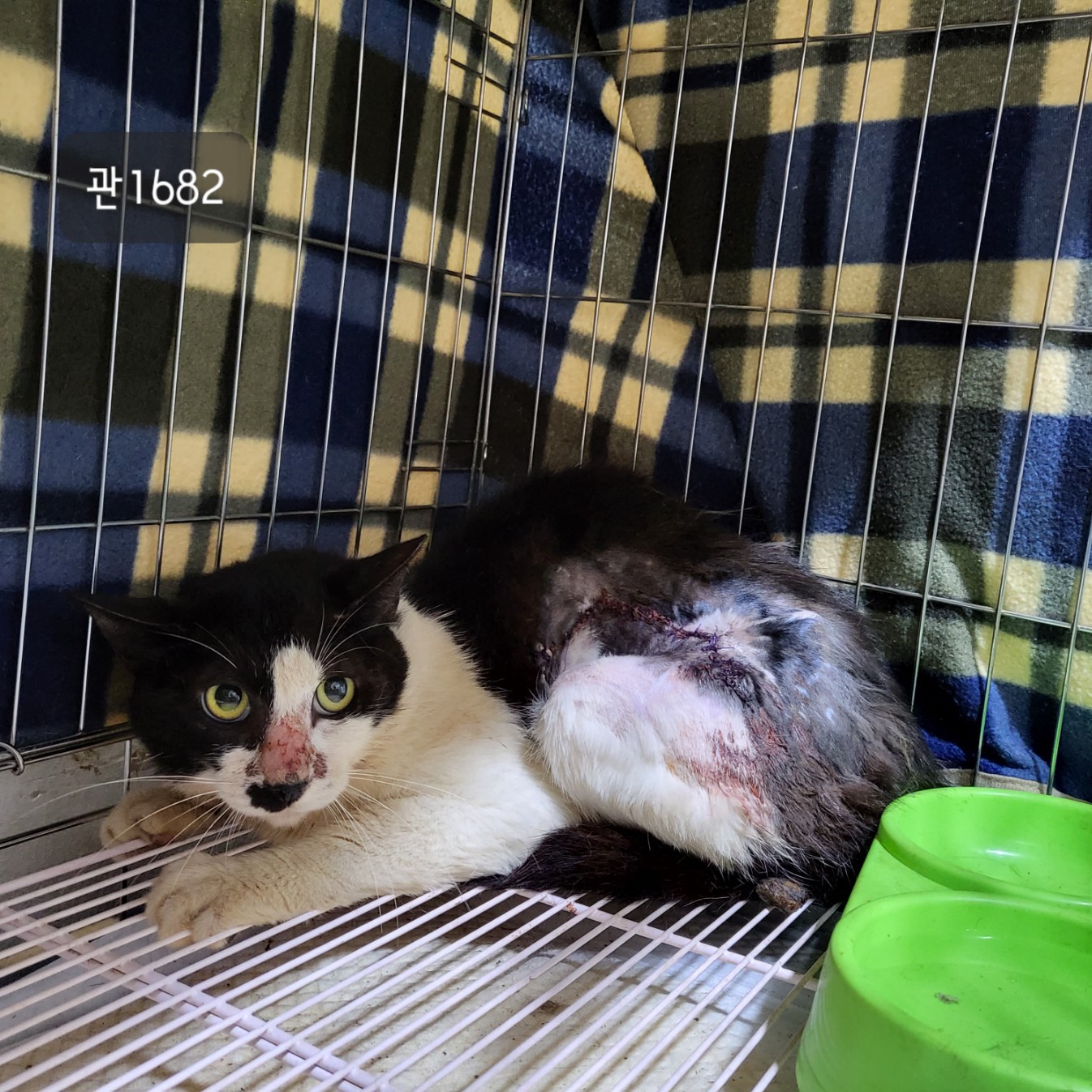 [고양이] 한국 고양이 경기-고양-2023-00584 유기동물 배경 이미지 입니다.