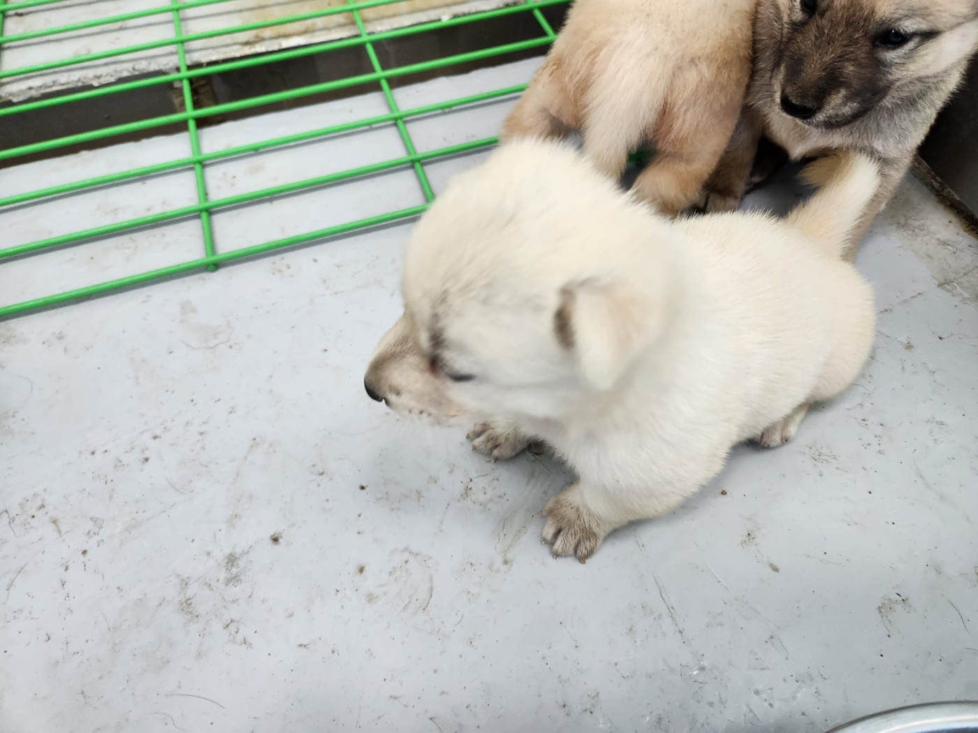 해남유기동물보호센터_446493202300206
