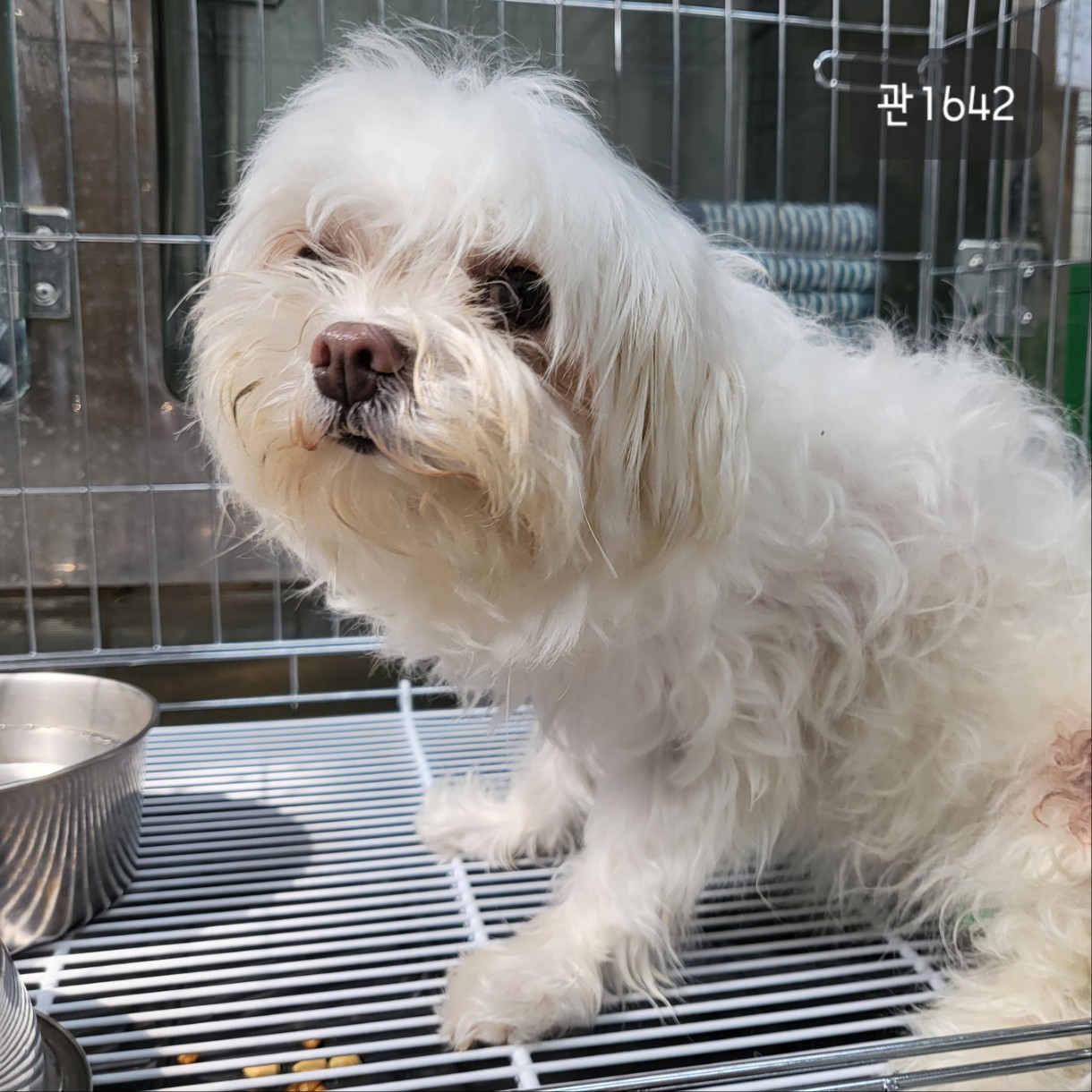 고양시동물보호센터_441394202301642