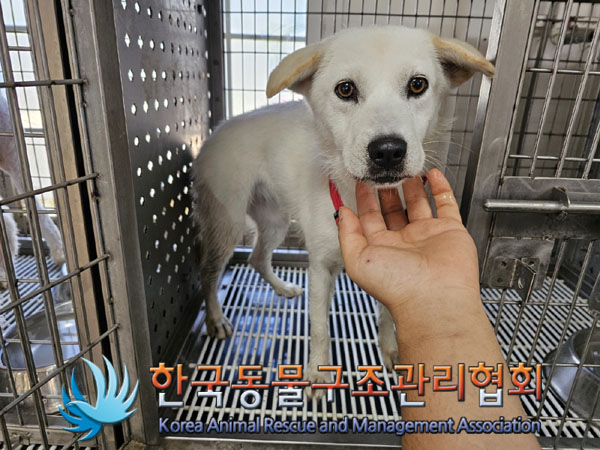 한국동물구조관리협회_441559202300828