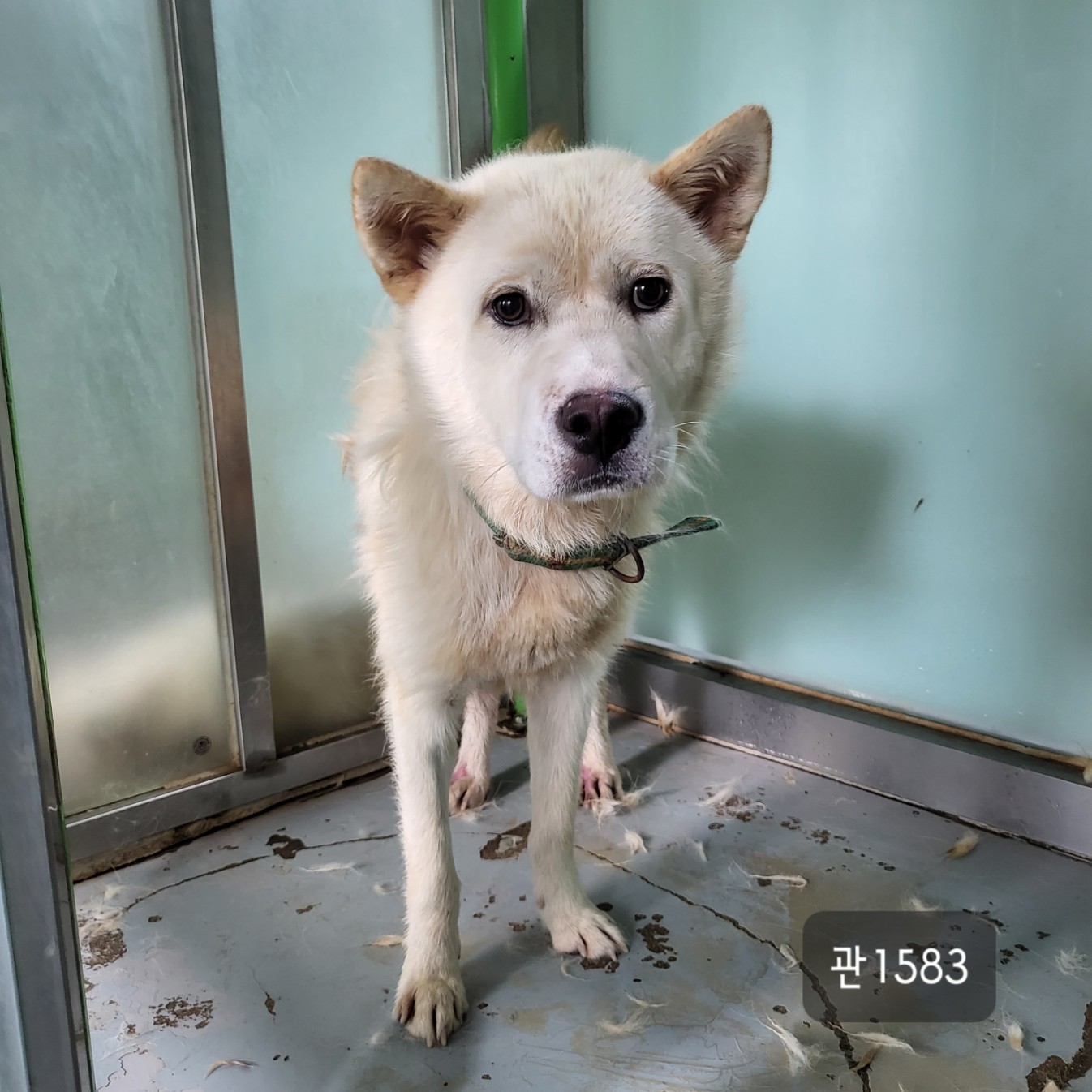 고양시동물보호센터_441394202301583
