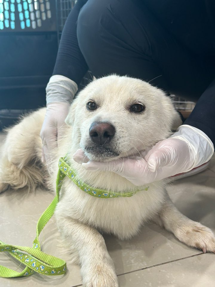 반려동물보호센터_443571202301938