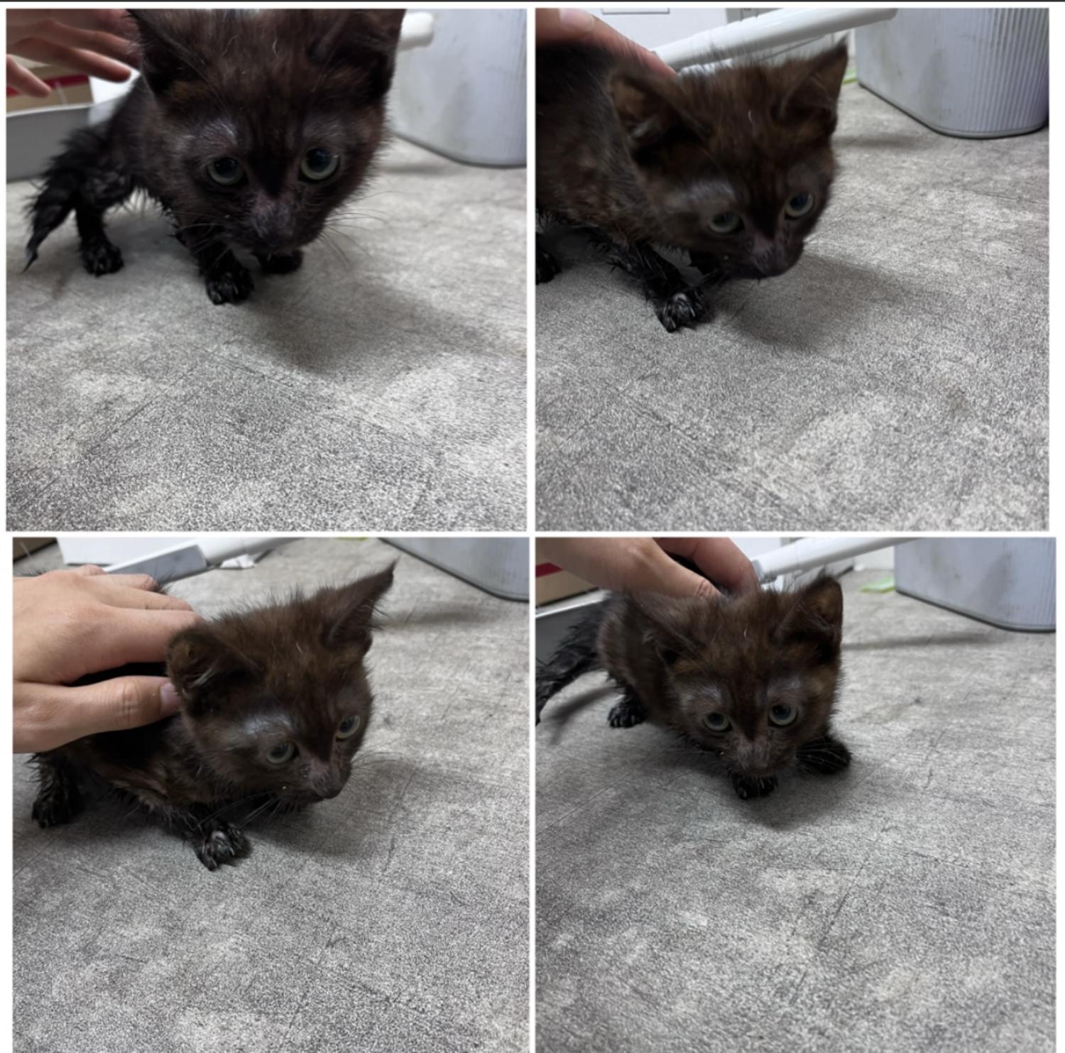 천안시유기동물보호소_444449202301739