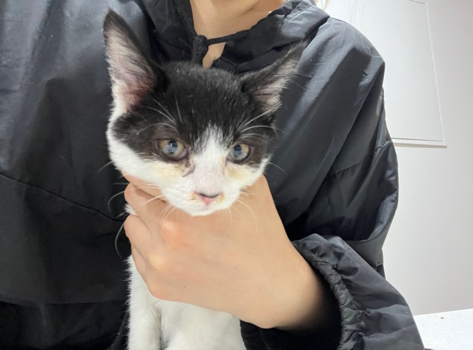 예스동물병원_427346202300921