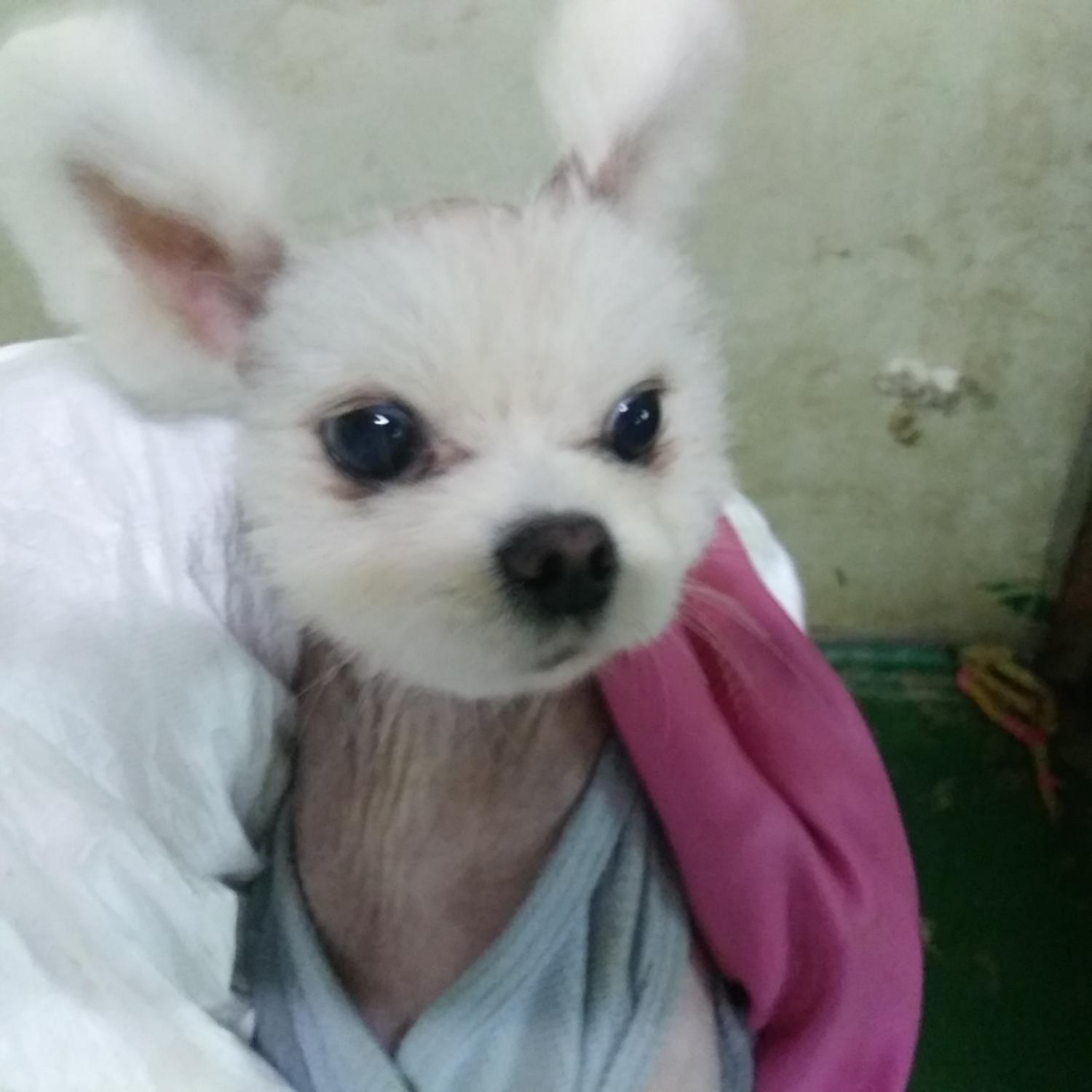 인천광역시수의사회_428353202300897