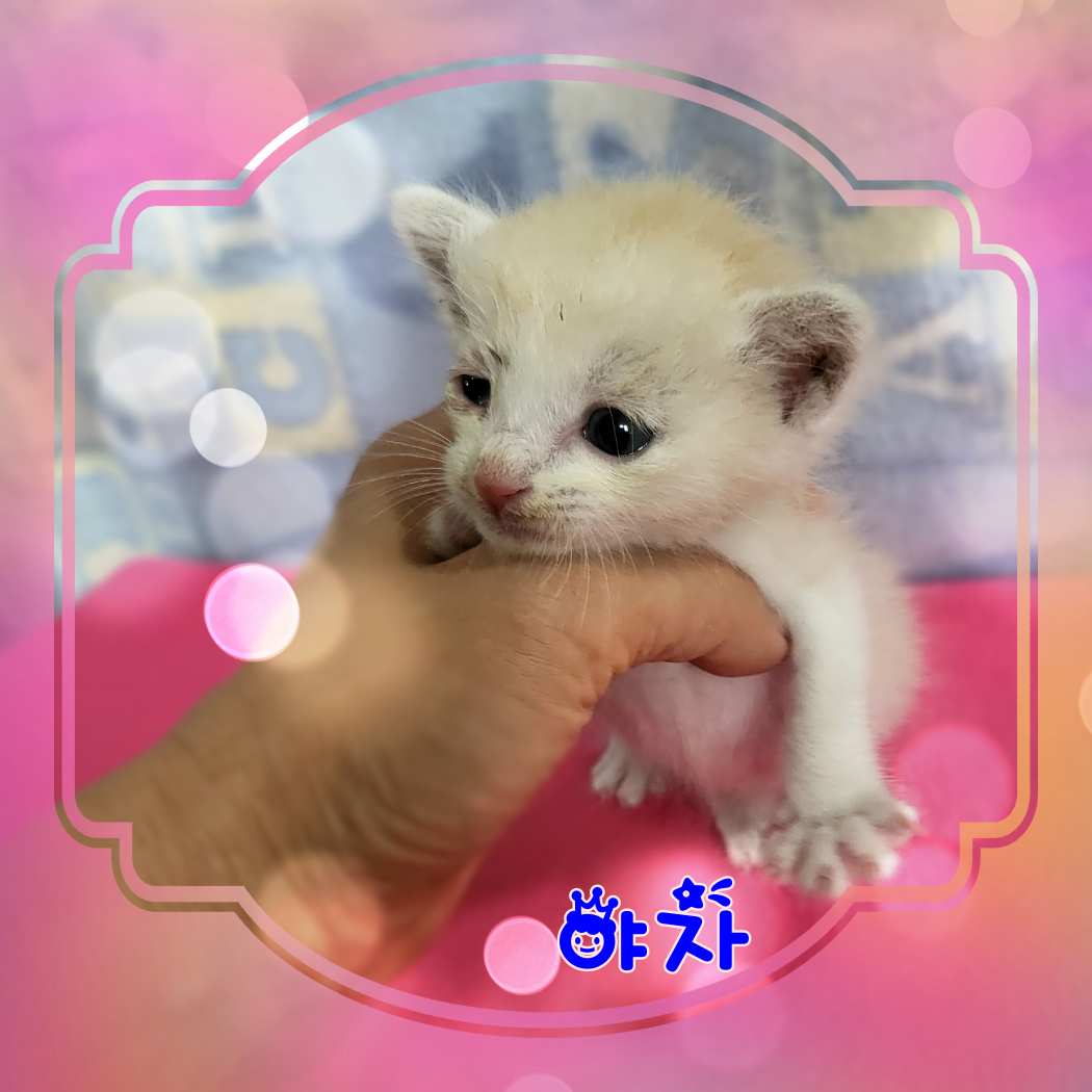 군산유기동물보호센터_445467202301532