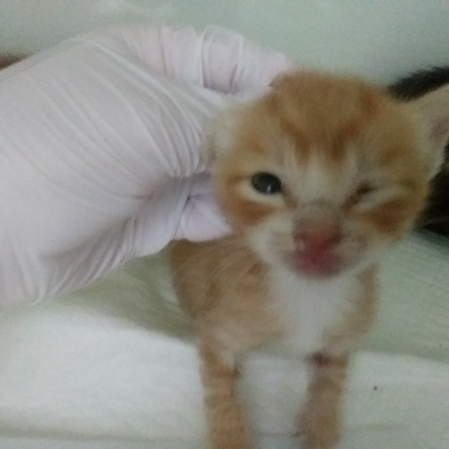 인천광역시수의사회_428351202300617