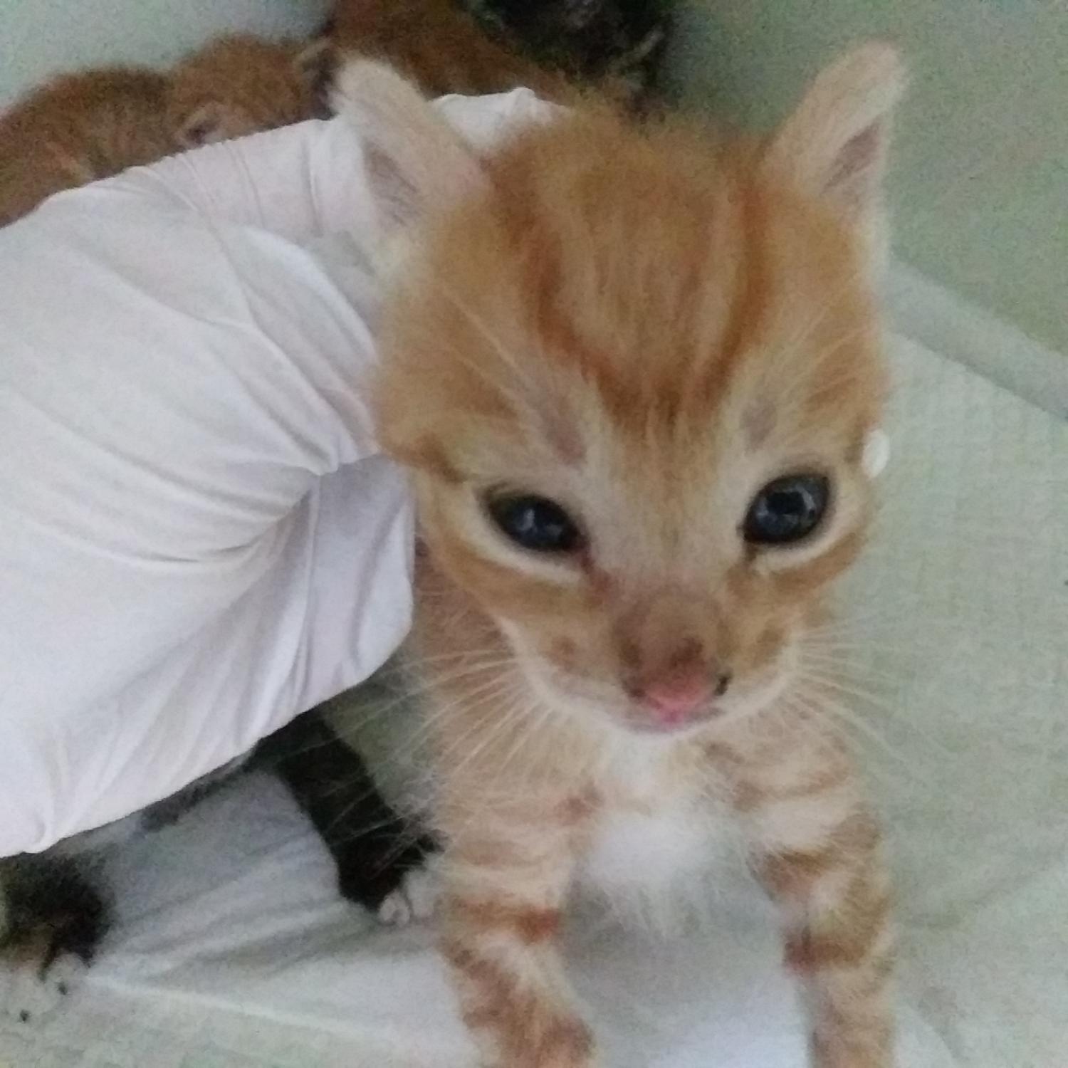 인천광역시수의사회_428351202300619
