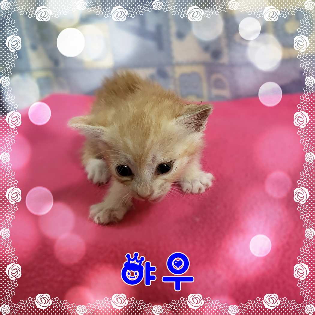 군산유기동물보호센터_445467202301531