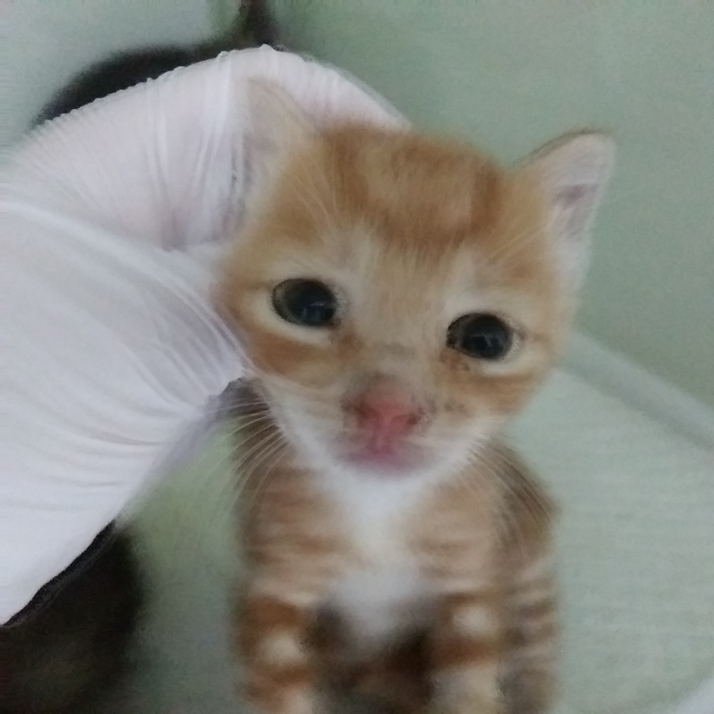 인천광역시수의사회_428351202300618