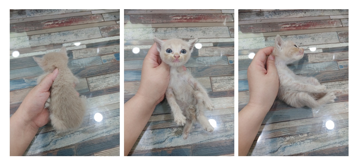 스타캣츠_441393202301412