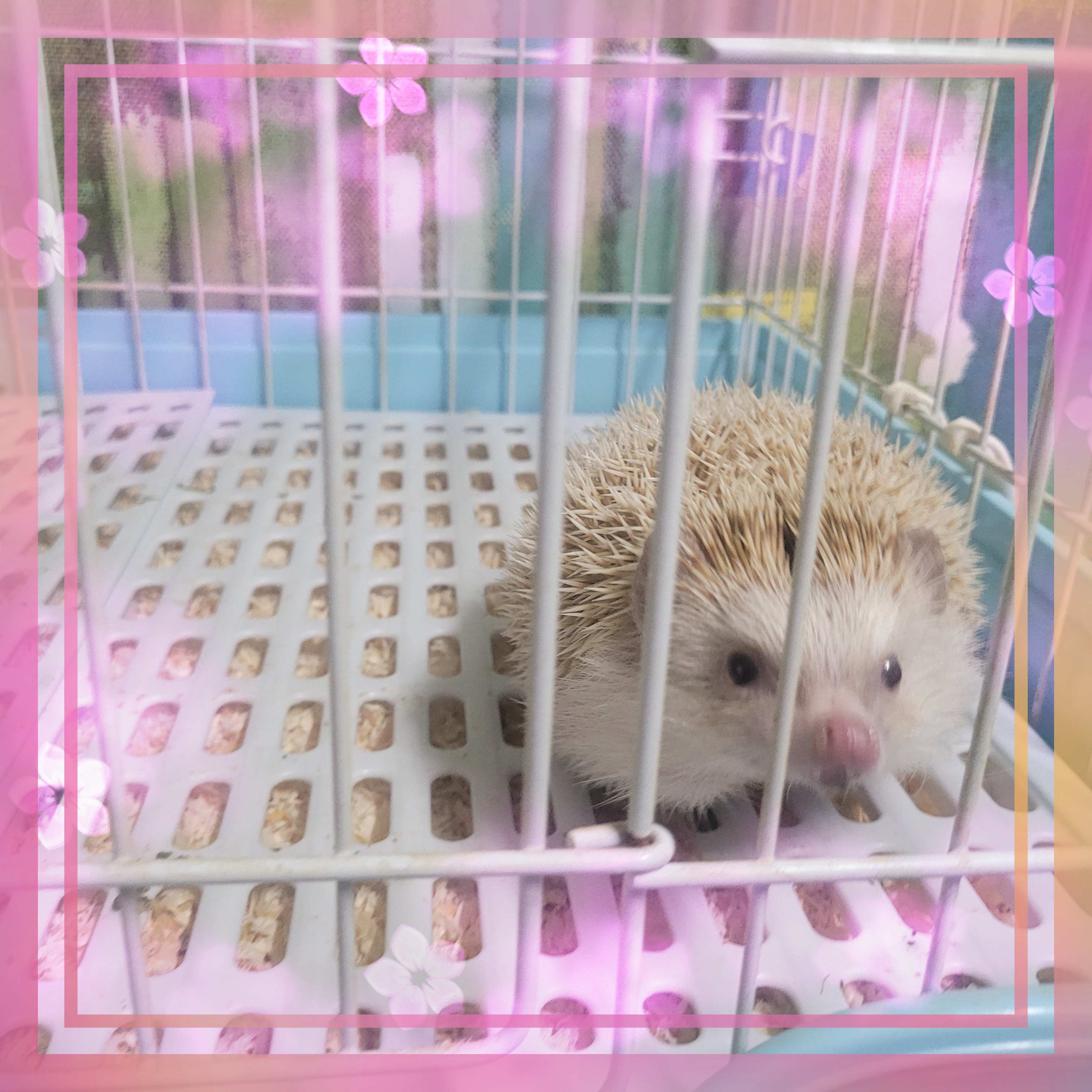 군산유기동물보호센터_445467202301545