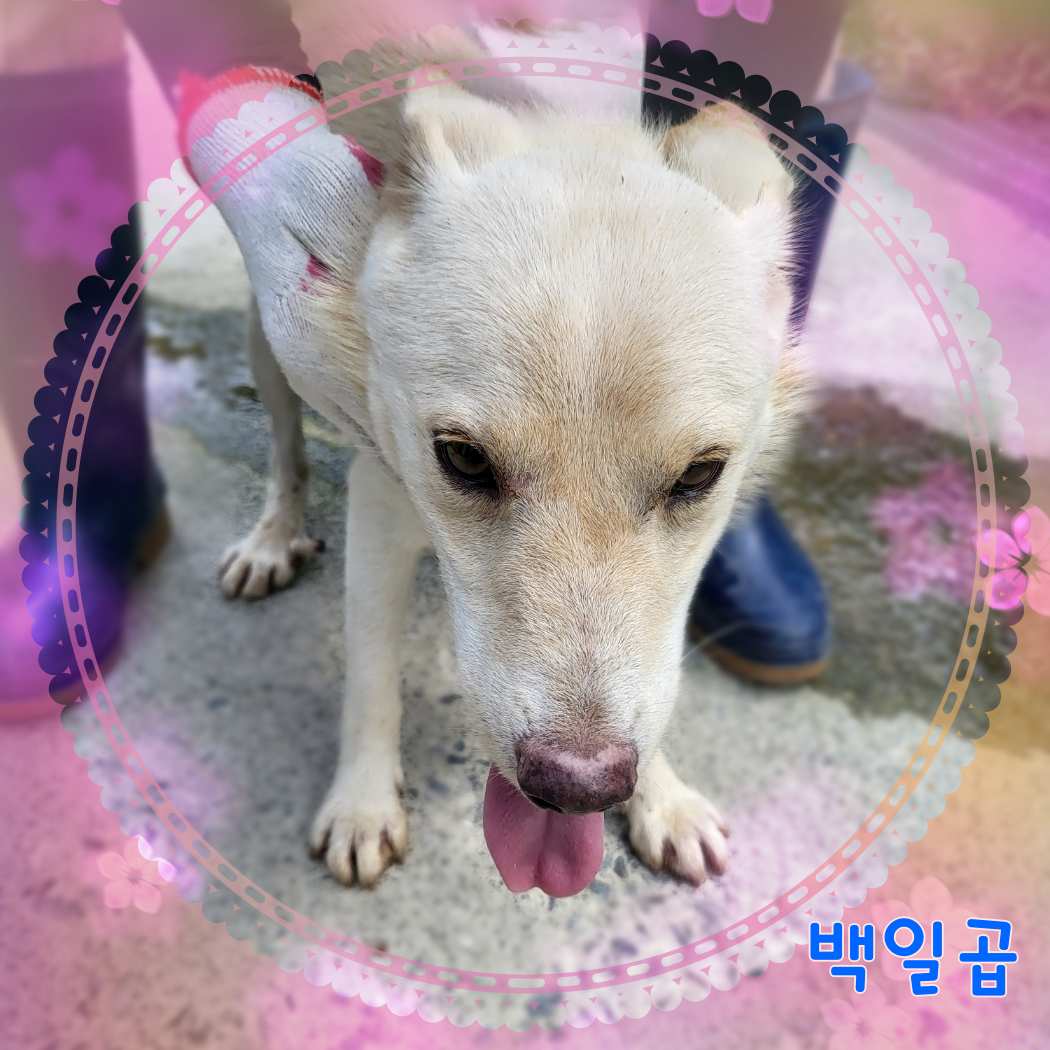 군산유기동물보호센터_445467202301541