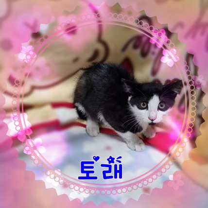 군산유기동물보호센터_445467202301538