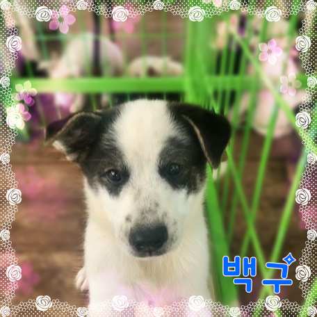 군산유기동물보호센터_445467202301543