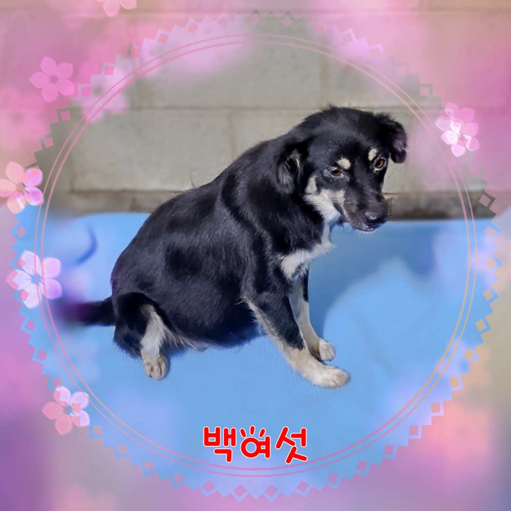 군산유기동물보호센터_445467202301540