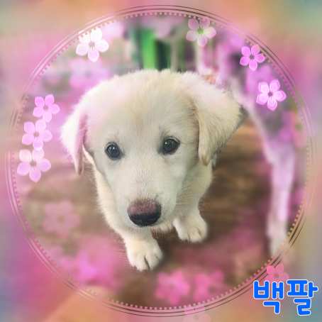 군산유기동물보호센터_445467202301542