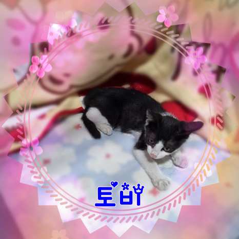 군산유기동물보호센터_445467202301537