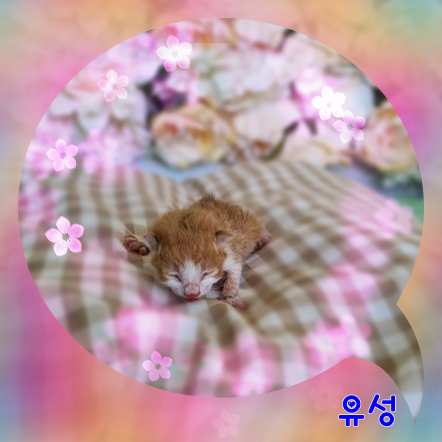 군산유기동물보호센터_445467202301536
