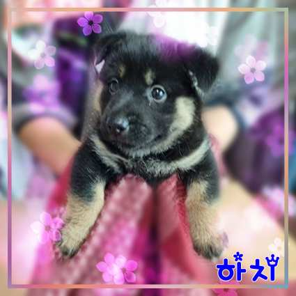 군산유기동물보호센터_445467202301552