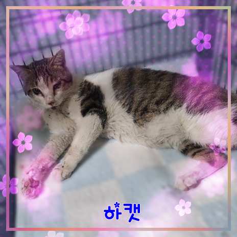 군산유기동물보호센터_445467202301550