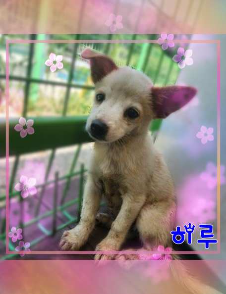 군산유기동물보호센터_445467202301548