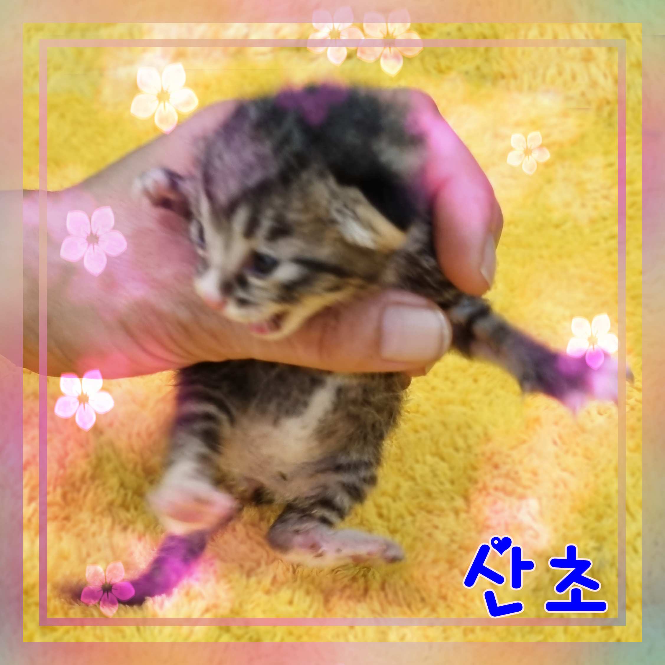 군산유기동물보호센터_445467202301546