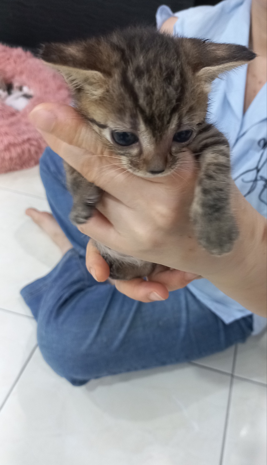 멘토동물병원_427346202300923