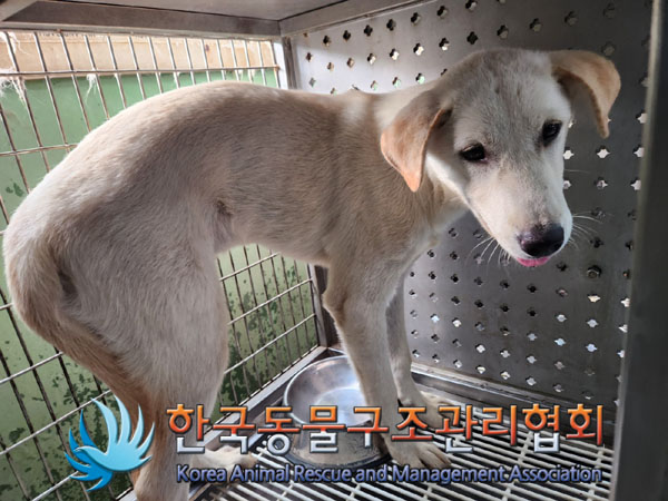 한국동물구조관리협회_441406202301141