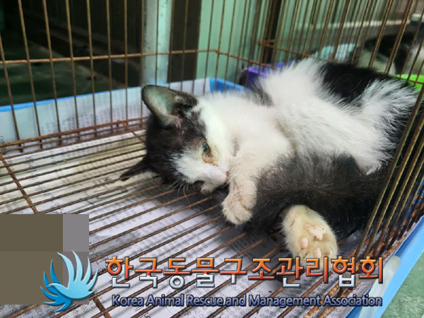 한국동물구조관리협회_441559202300830