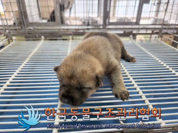 한국동물구조관리협회_411300202300326