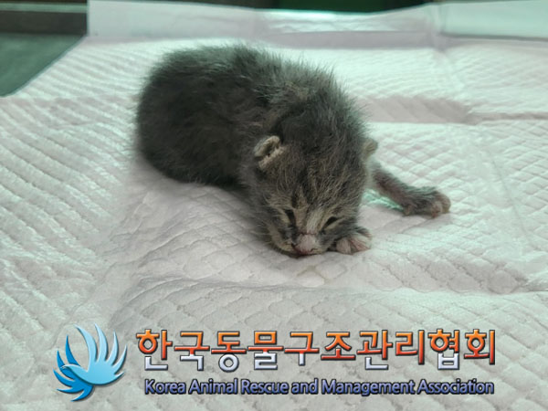 한국동물구조관리협회_411317202300212