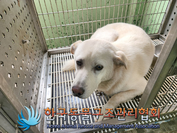 한국동물구조관리협회_441559202300829