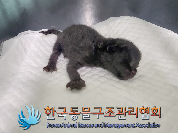 한국동물구조관리협회_411300202300329