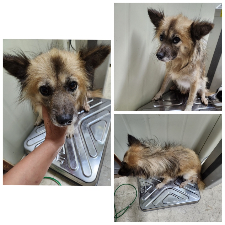 당진시동물보호소_444568202301015