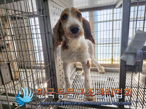 한국동물구조관리협회_411323202300747