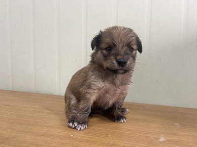 장흥군 동물보호센터_446491202300129