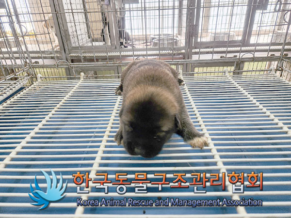 한국동물구조관리협회_411300202300325
