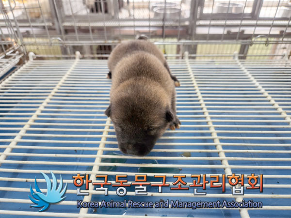 한국동물구조관리협회_411300202300328