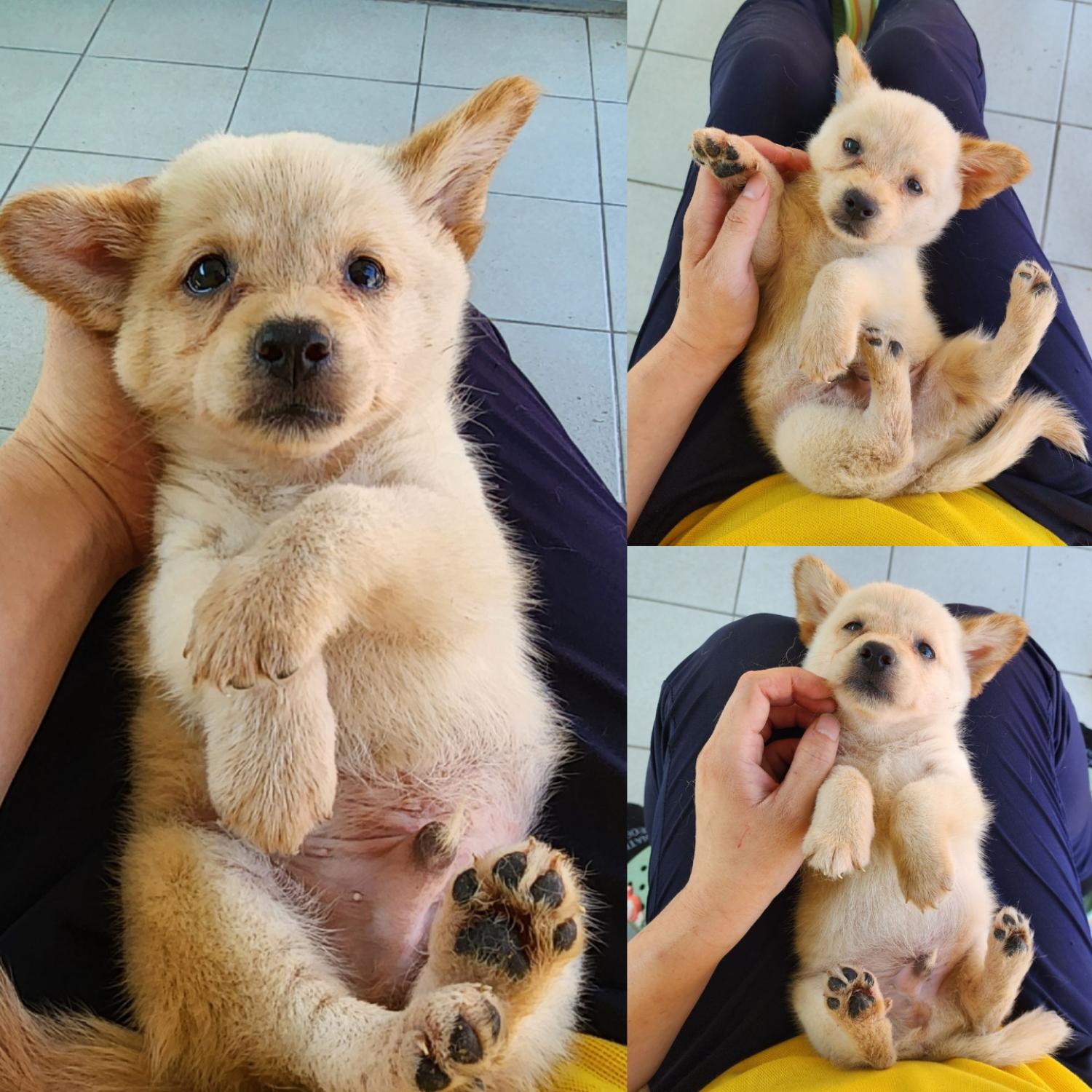 (사)영일동물플러스_447502202300860