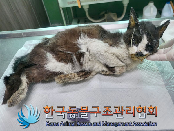 한국동물구조관리협회_411316202300524