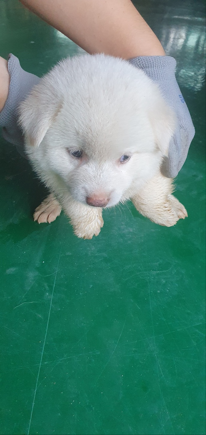 거창유기동물보호센터_448547202300763