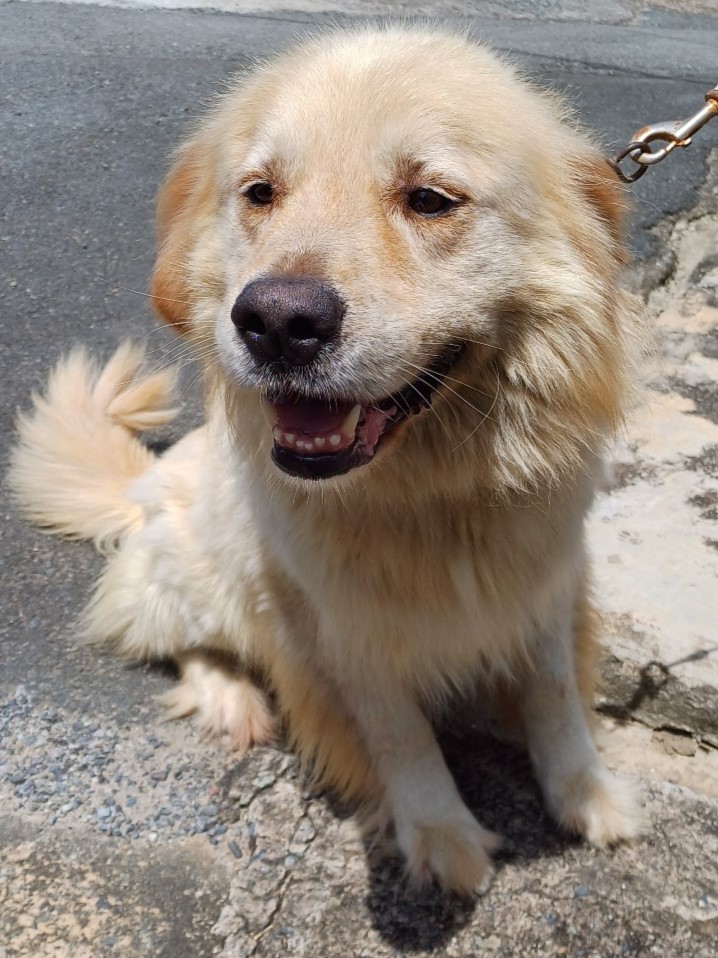 밀양시동물보호센터_448536202301684