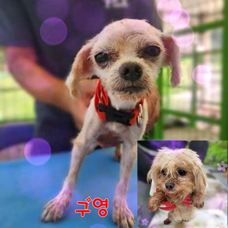 군산유기동물보호센터_445467202301470