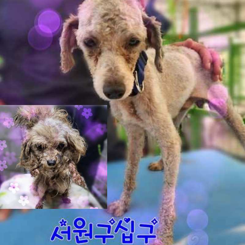 군산유기동물보호센터_445467202301479
