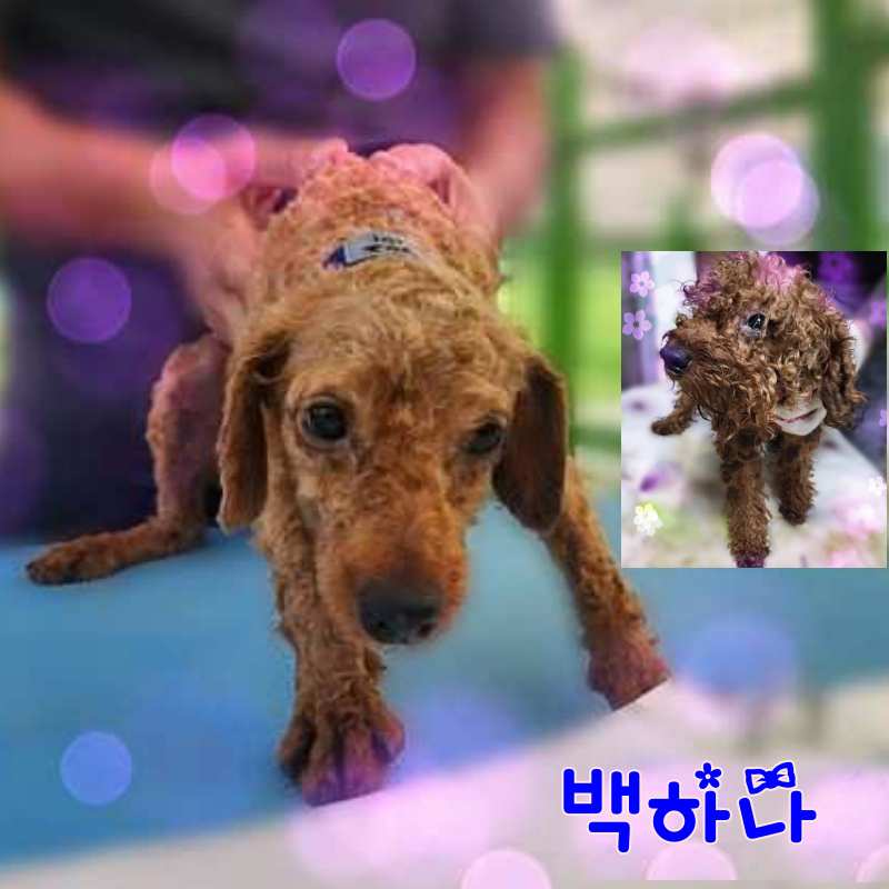 군산유기동물보호센터_445467202301481