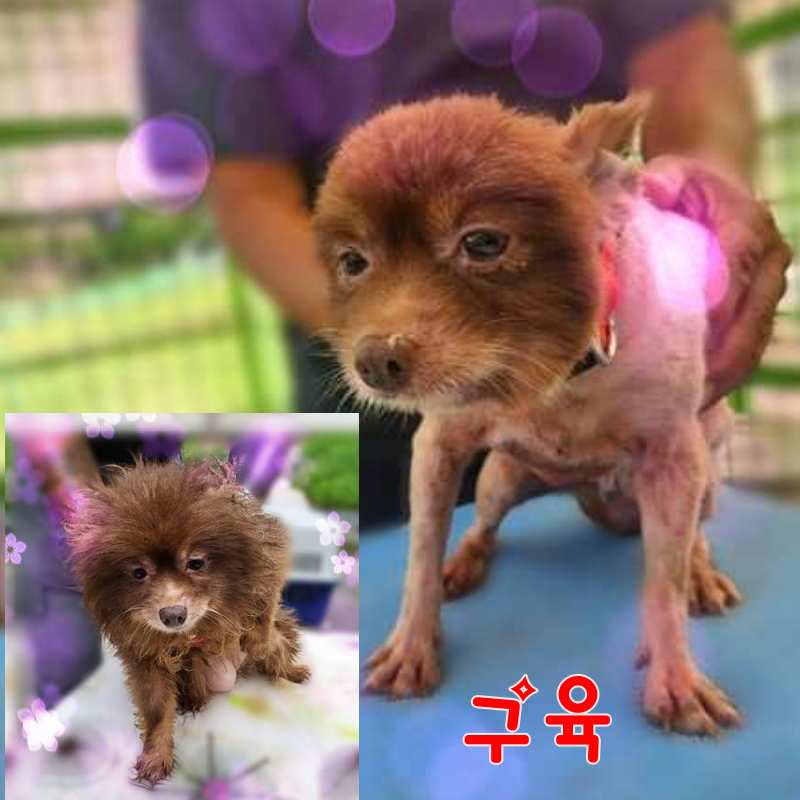 군산유기동물보호센터_445467202301476