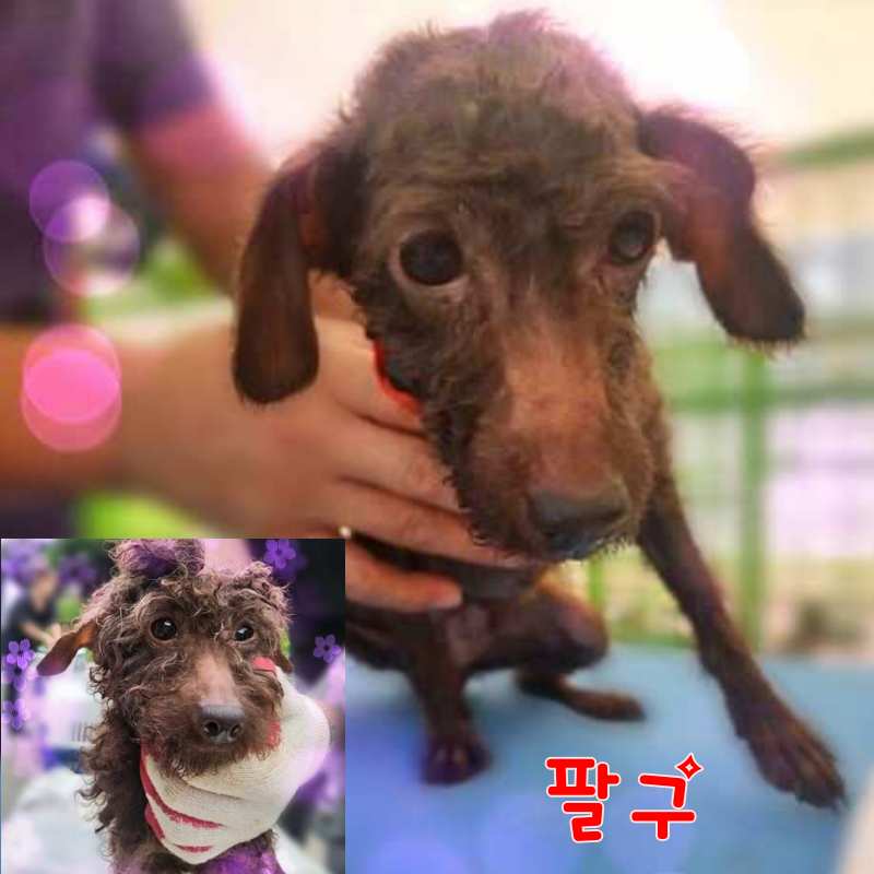 군산유기동물보호센터_445467202301469