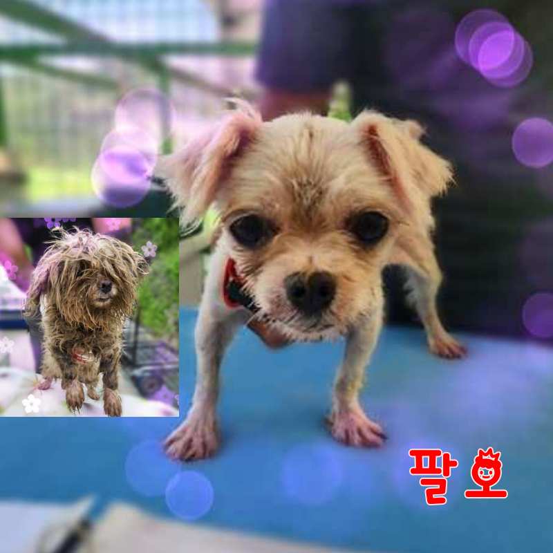 군산유기동물보호센터_445467202301465