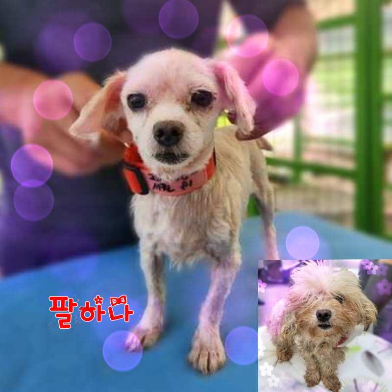 군산유기동물보호센터_445467202301461